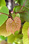 VITIS COIGNETIAE LEAF IN EARLY SUMMER