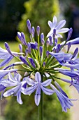 AGAPANTHUS AFRICANUS