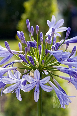 AGAPANTHUS_AFRICANUS