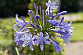 AGAPANTHUS AFRICANUS