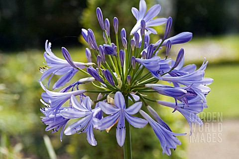 AGAPANTHUS_AFRICANUS