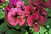 PELARGONIUM GRANDIFLORUM REGALIA CHOCOLATE