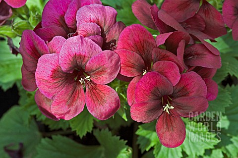 PELARGONIUM_GRANDIFLORUM_REGALIA_CHOCOLATE