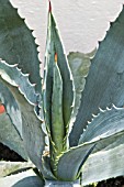 AGAVE AMERICANA