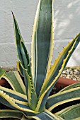 AGAVE AMERICANA MARGINATA