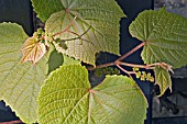 VITIS COIGNETIAE LEAVES FLOWER BUDS AND YOUNG SHOOTS IN EARLY SUMMER