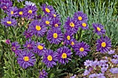 ASTER ALPINUS MAGENTA