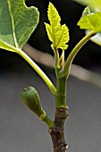 FICUS CARICA BROWN TURKEY SHOWING YOUNG FIG DEVELOPING