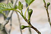 FICUS CARICA BROWN TURKEY SHOWING YOUNG FIGS DEVELOPING