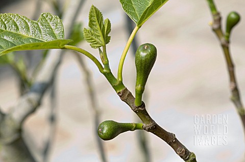 FICUS_CARICA_BROWN_TURKEY_SHOWING_YOUNG_FIGS_DEVELOPING