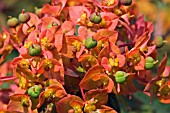 EUPHORBIA GRIFFITHII FIREGLOW