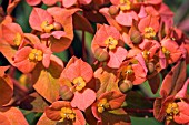 EUPHORBIA GRIFFITHII FIREGLOW