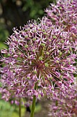 ALLIUM GIGANTEUM