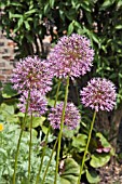 ALLIUM GIGANTEUM