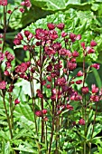 ASTRANTIA MAJOR RUBY WEDDING