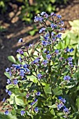 ANCHUSA AZUREA LODDON ROYALIST