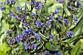 ANCHUSA AZUREA LODDON ROYALIST