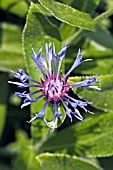 CENTAUREA DEALBATA