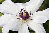 CLEMATIS HENRYI