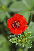 POTENTILLA DELAVAYI