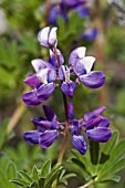 LUPINUS POLYPHYLLUS