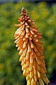 KNIPHOFIA LINEARIFOLIA