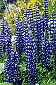 LUPINUS MUTABILIS