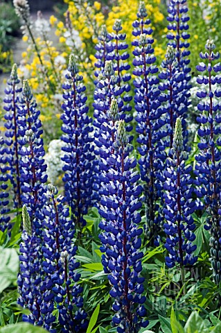 LUPINUS_MUTABILIS