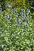 NEPETA CLARKEI