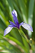 IRIS SINTENISII