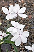 RHODOHYPOXIS BAURII DAWN