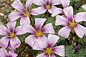 OXALIS IONE HECKER