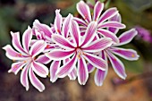 LEWISIA COTYLEDON MILLARDII