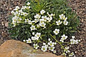 SAXIFRAGA TUMBLING WATERS