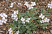 ARABIS PURPUREA