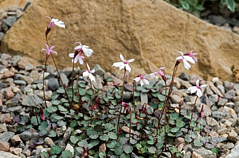 LOBELIA_LINNAEOIDES