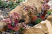 SEDUM PILOSUM