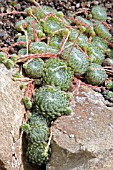 SEMPERVIVUM CILIOSUM VAR. BORISII