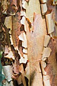 ACER GRISEUM   DETAIL OF TREE BARK