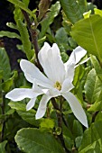 MAGNOLIA STELLATA WATERLILY