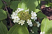 VIBURNUM SARGENTII CALVESCENS