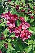 WEIGELA BRISTOL STAR