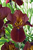 IRIS QUEECHEE