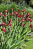 IRIS QUEECHEE