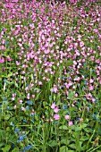 SILENE DIOICA,  RED CAMPION AND MYOSOTIS SYLVANICA,  FORGET ME NOTS