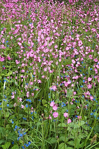 SILENE_DIOICA__RED_CAMPION_AND_MYOSOTIS_SYLVANICA__FORGET_ME_NOTS