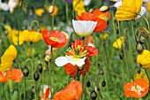 PAPAVER CROCEUM,  ARTIC POPPY