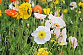 PAPAVER CROCEUM,  ARTIC POPPY