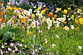 COTTAGE GARDEN BORDER WITH PERSICARIA