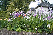 COTTAGE GARDEN BORDER PLANTED WITH HESPERIS MATRONALIS AND ICELANDIC POPPIES